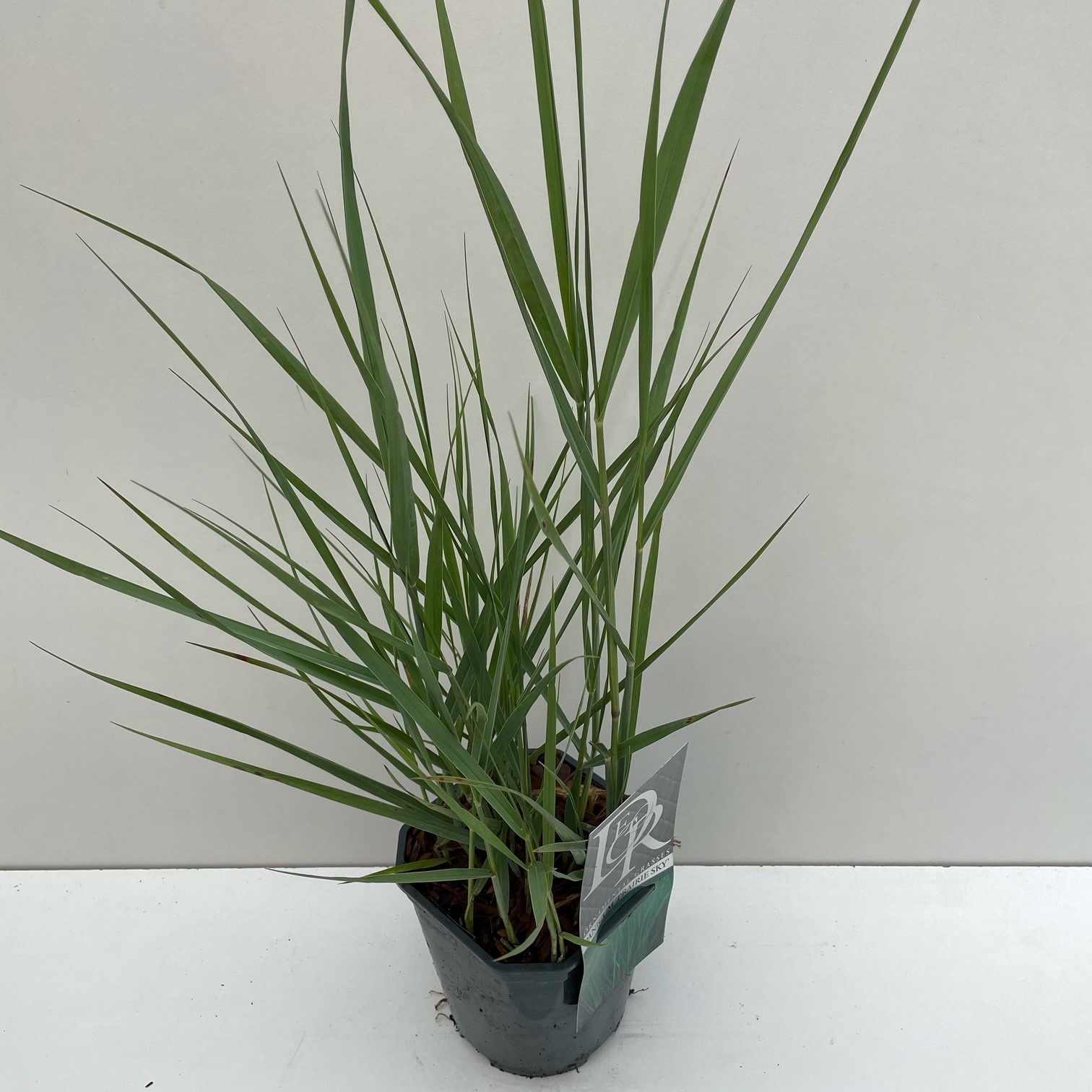 Panicum 'Prairy Sky'
