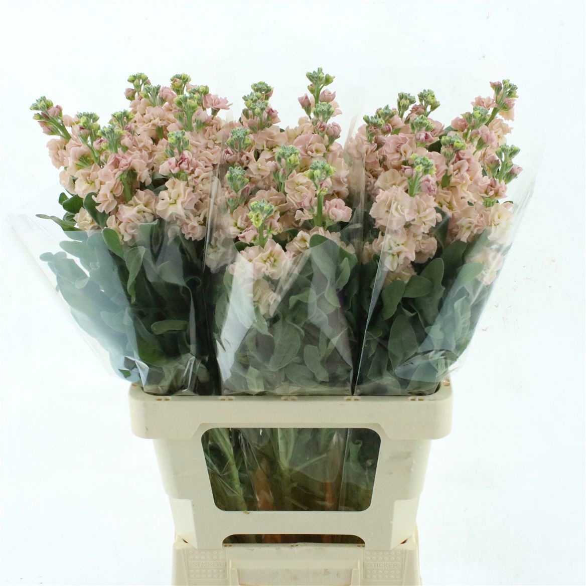Matthiola Iron Apricot 60cm