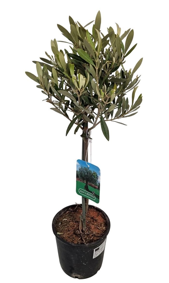 Olea Europaea 15Ø 55cm