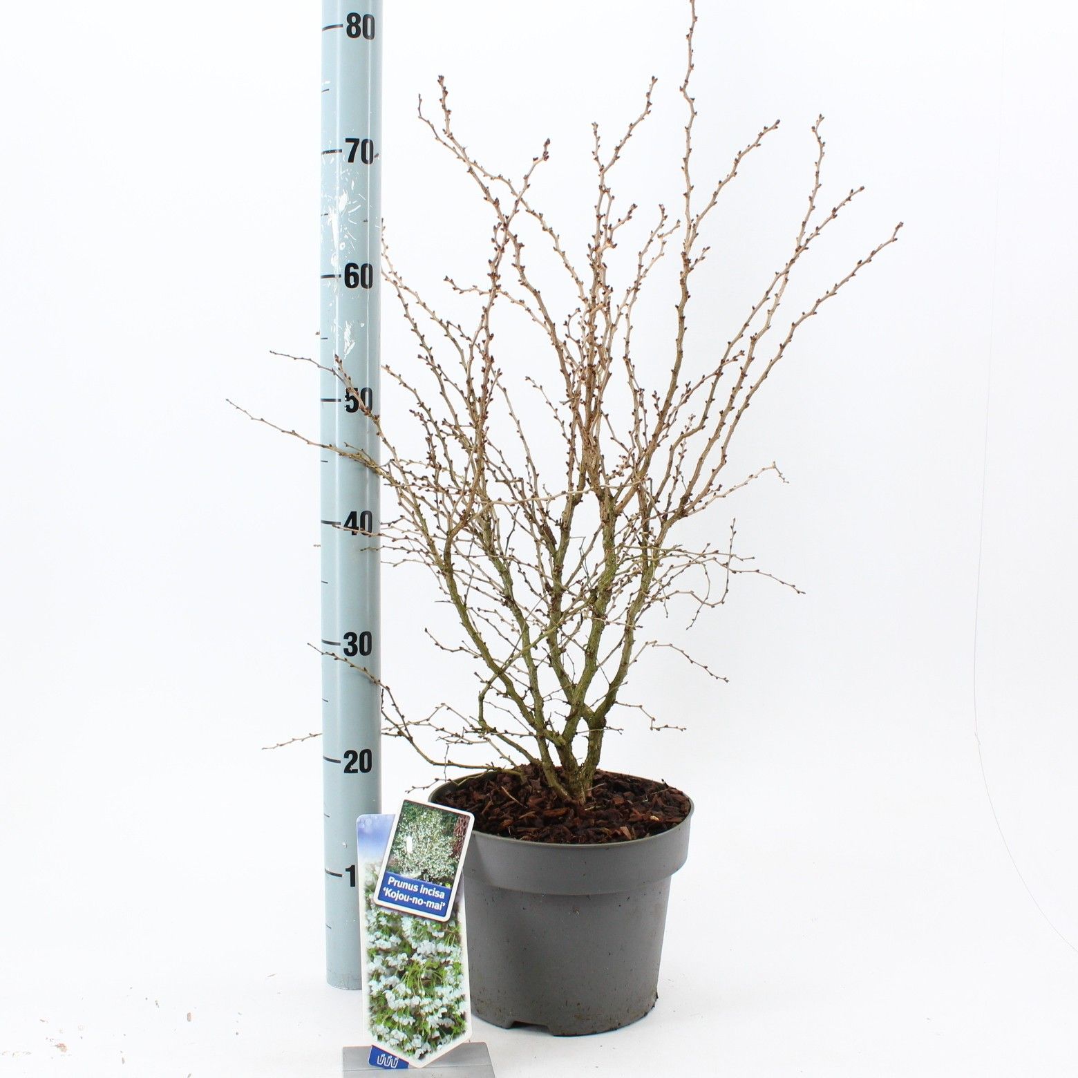 Picture of Prunus incisa 'Kojou-no-mai'