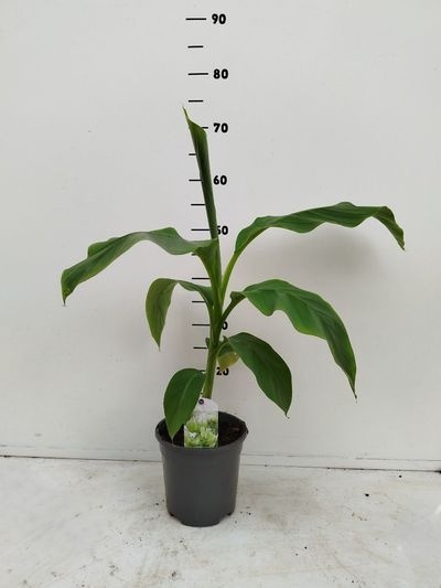 Musa basjoo