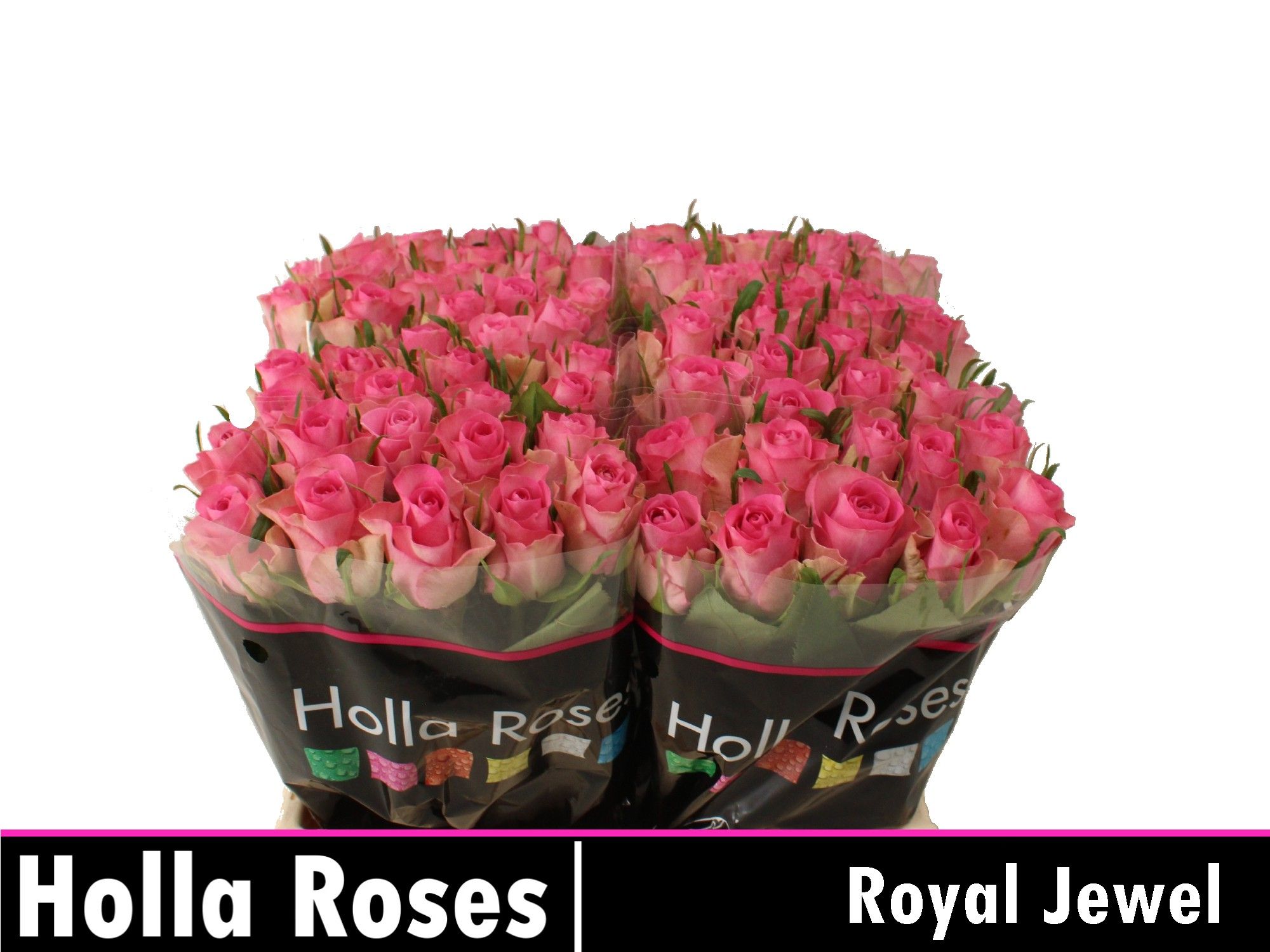 Rosa Royal Jewel 35cm