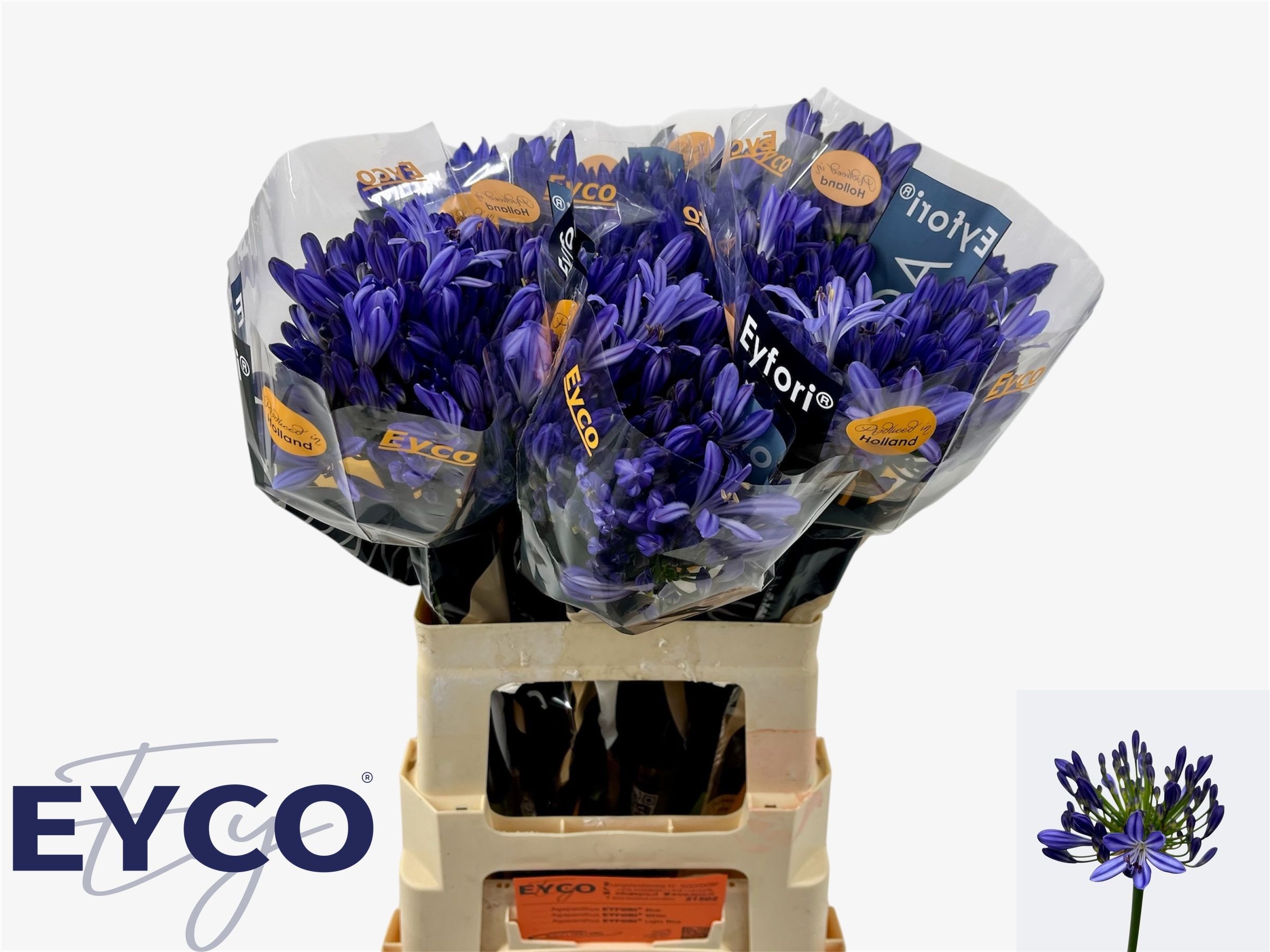 Agapanthus Atlantic Ocean 60cm