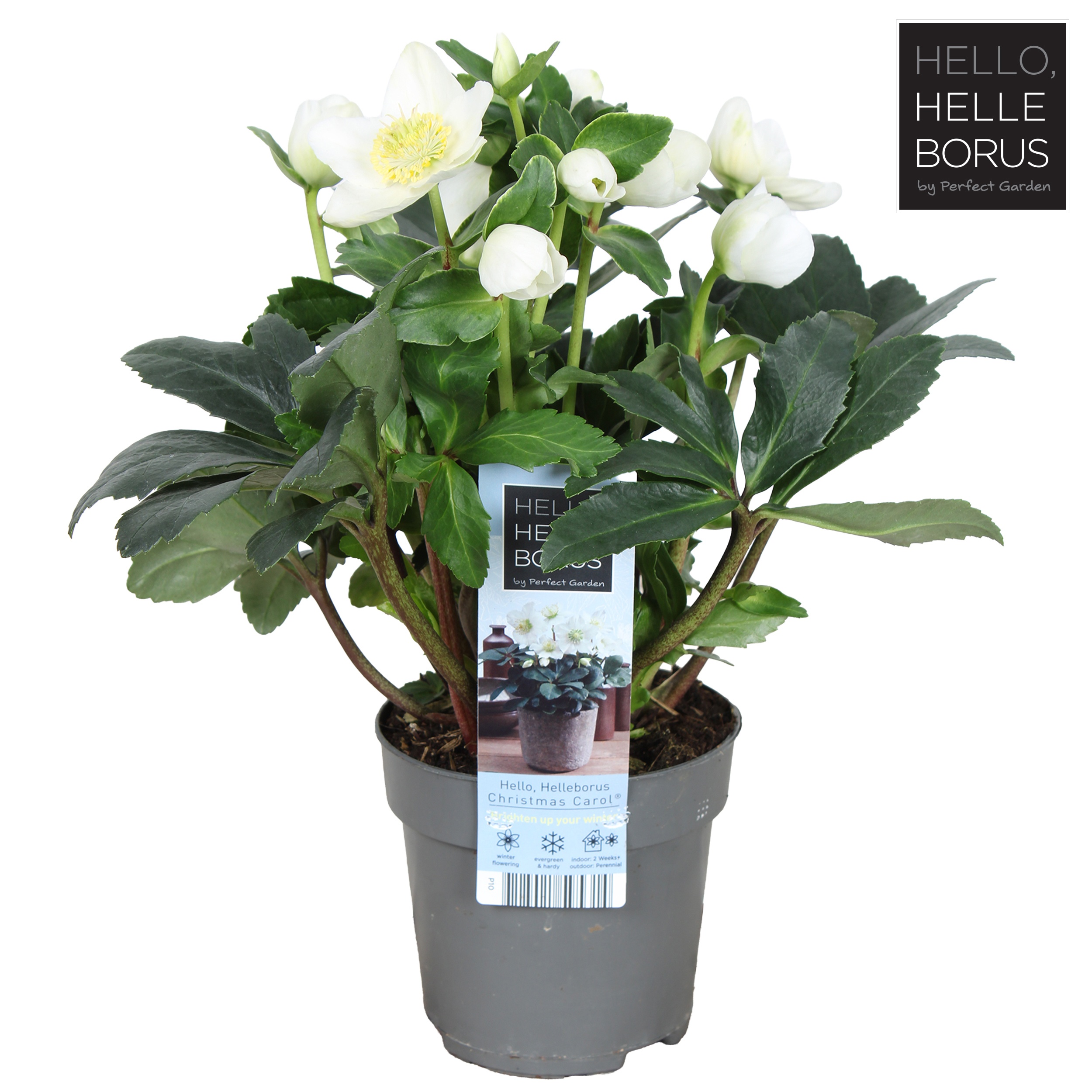 Helleborus niger 'Christmas Carol Early' xl