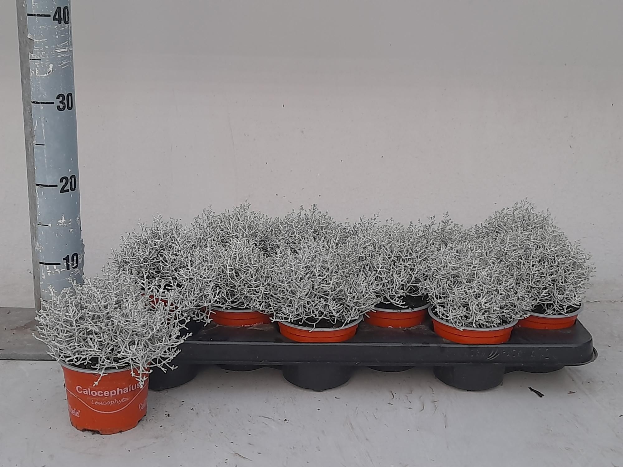 Leucoph Brownii 10P 25H