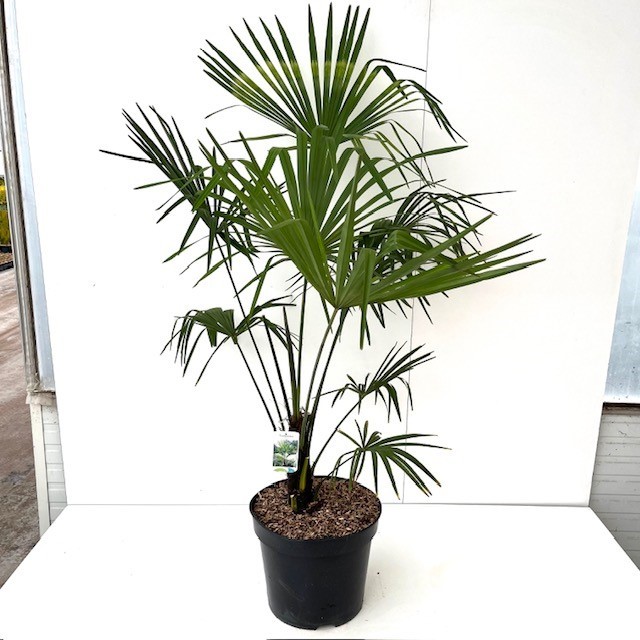 Picture of Trachycarpus fortunei C20 100-120