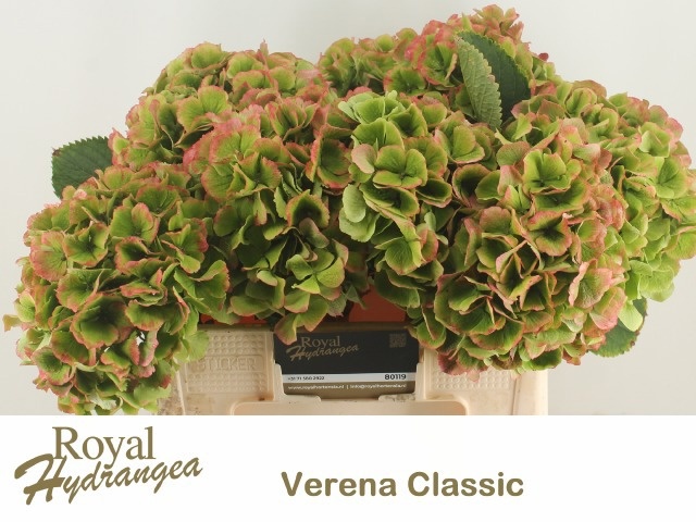 Hydrangea Verena Classic Pink 50cm 18Ø