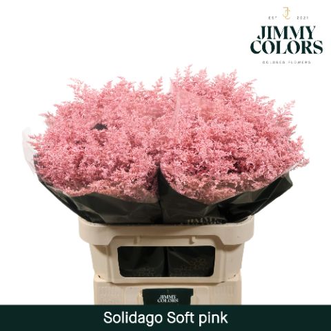 Solidago L80 Soft Pink