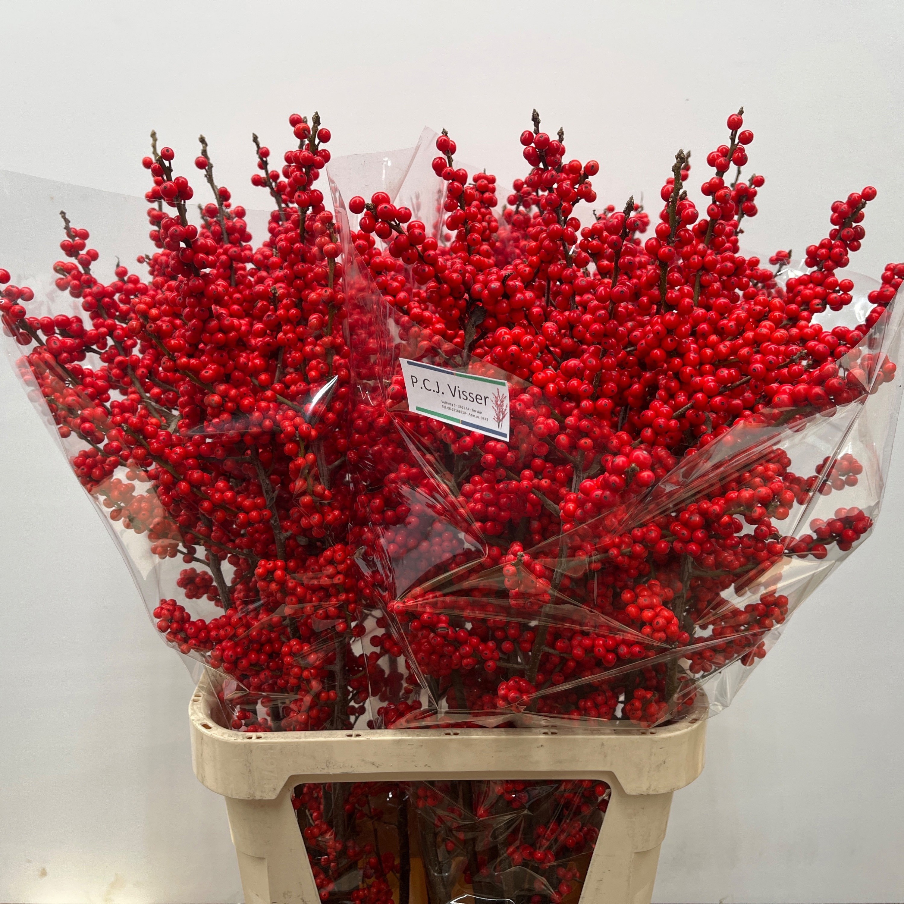 Ilex Verticlilata 100cm