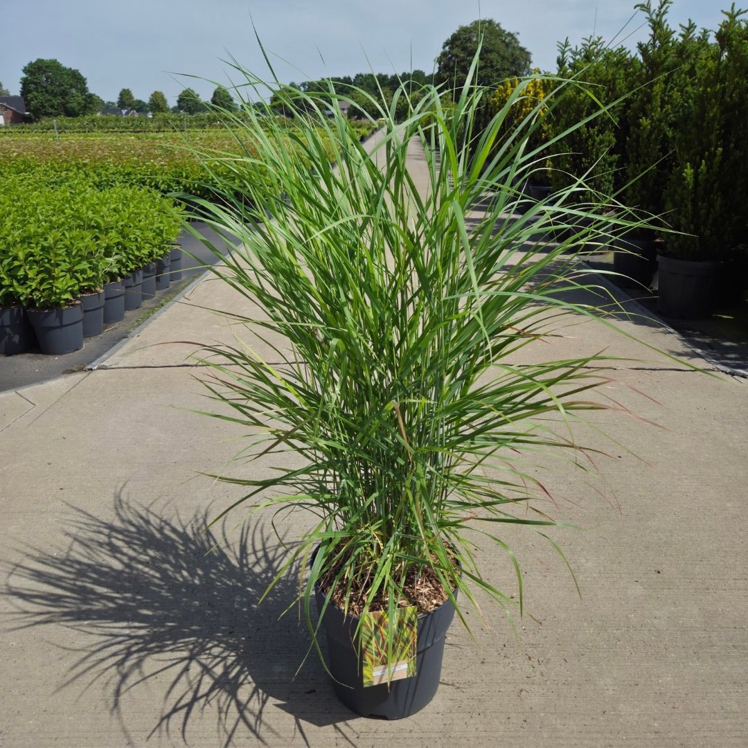 Panicum virgatum 'Rehbraun'