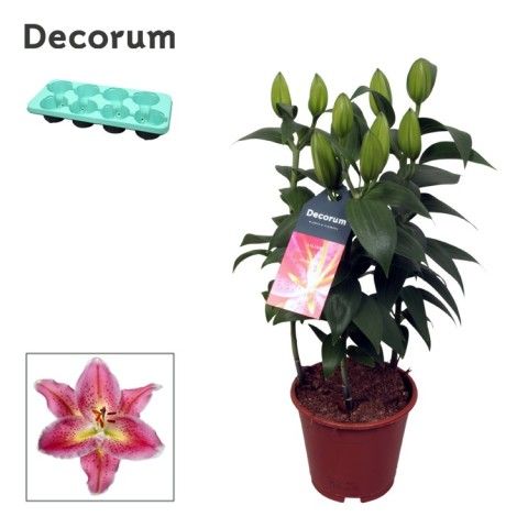 Picture of Lilium oriental Reeleeze 3PP P13 45cm