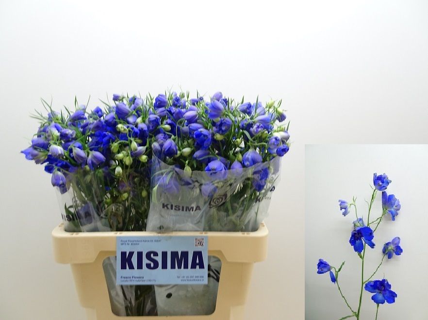 Delphinium Be Sunshine 60cm