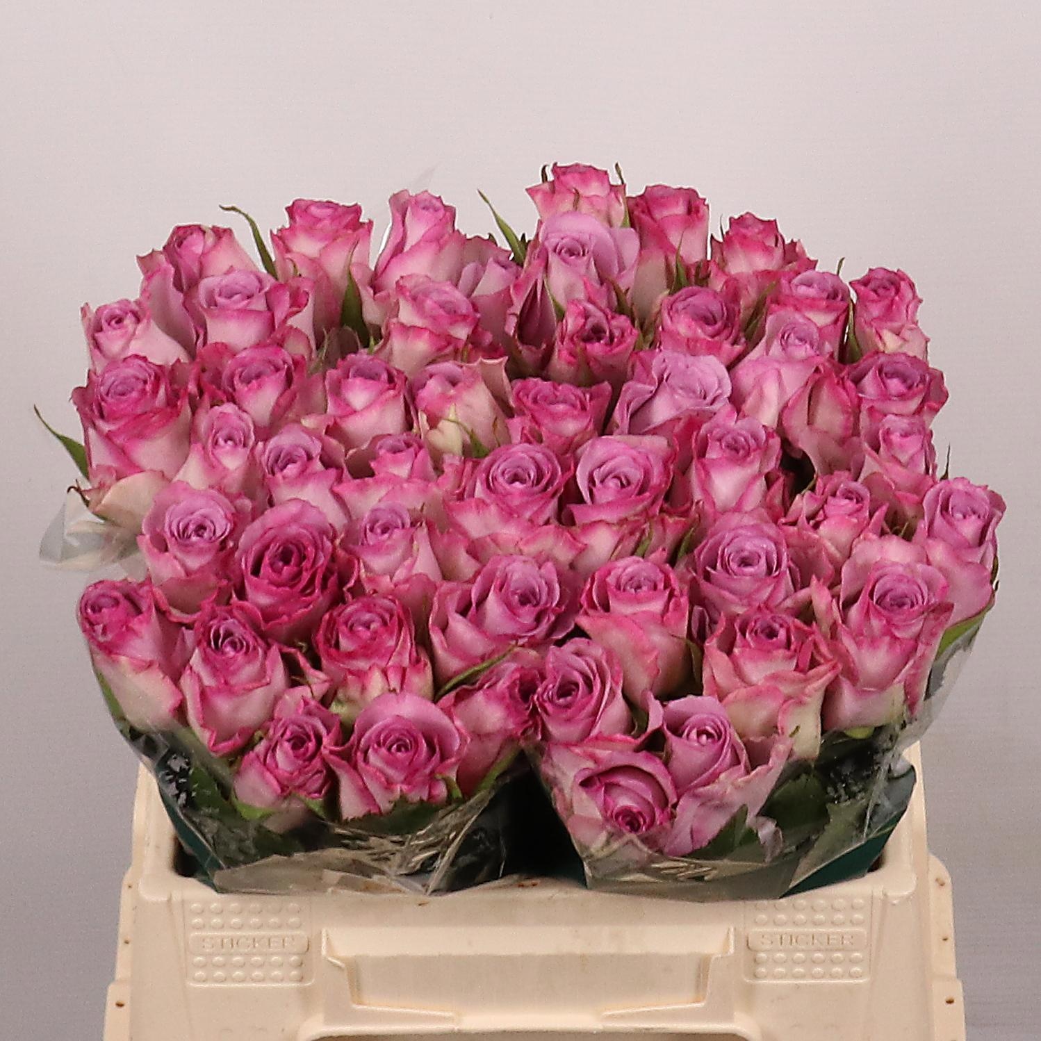 Rosa Thriller 35cm