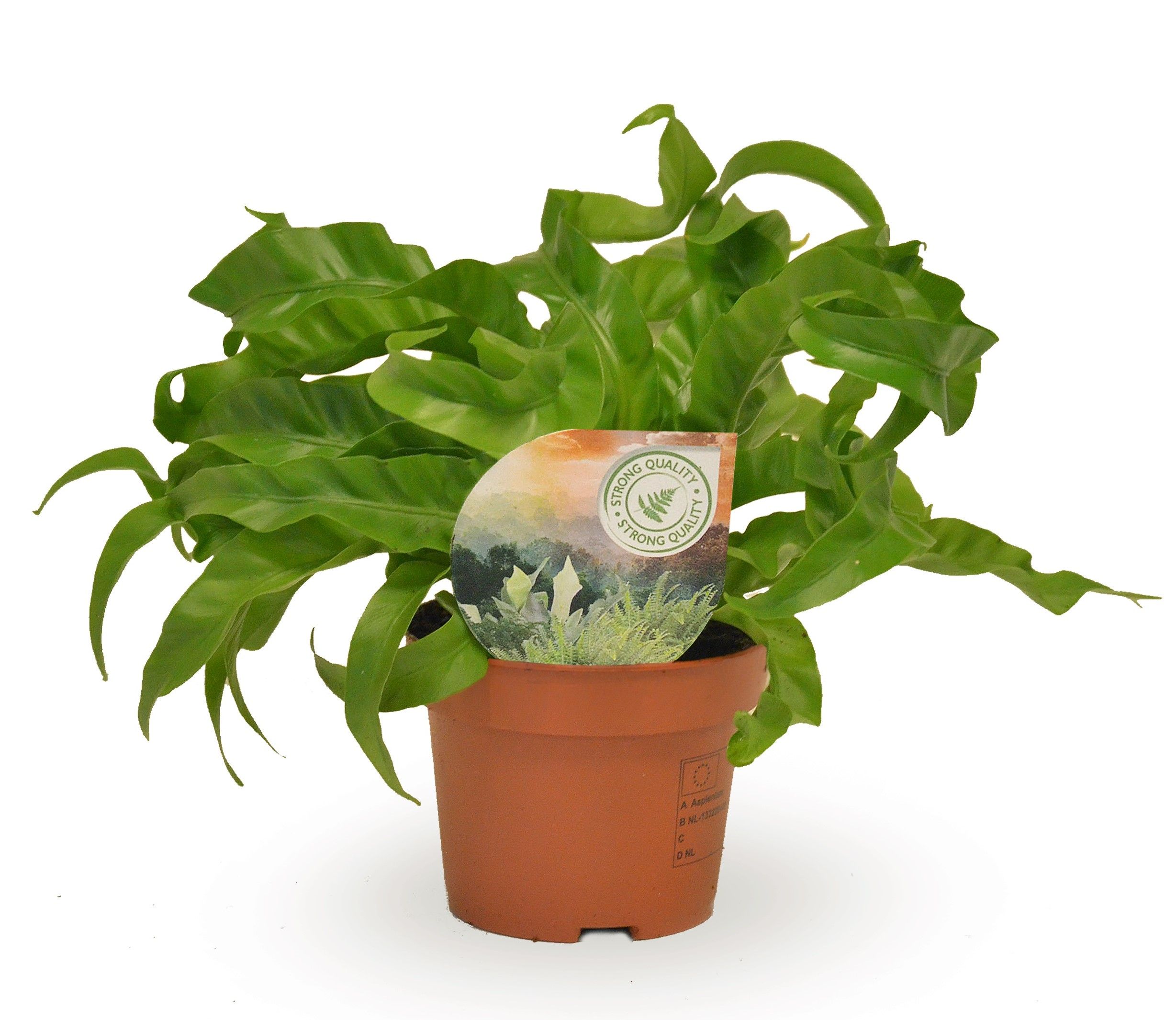 Asplenium antiquum Hurricane