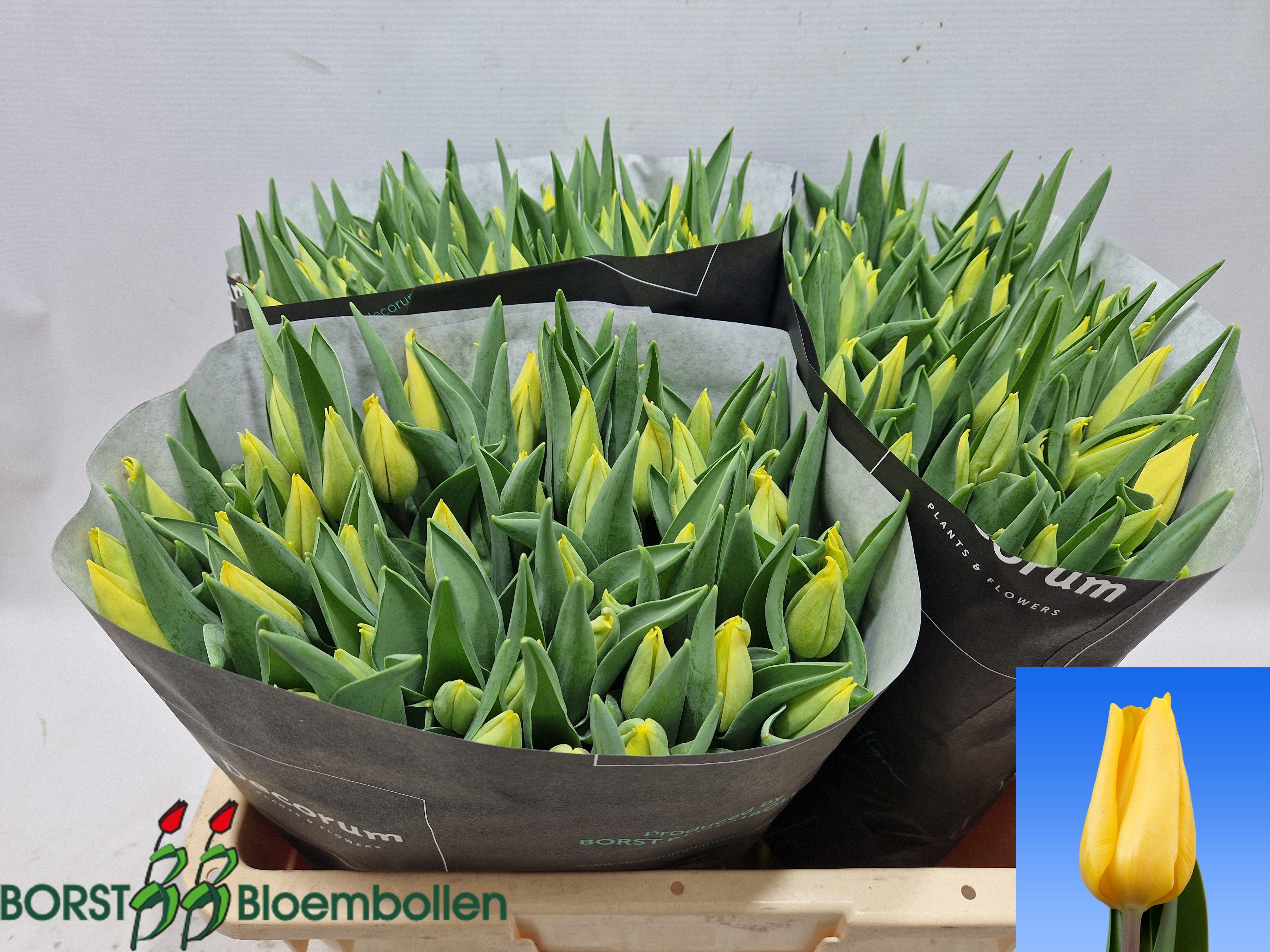 Tulipa Strong Gold 44cm 34gram