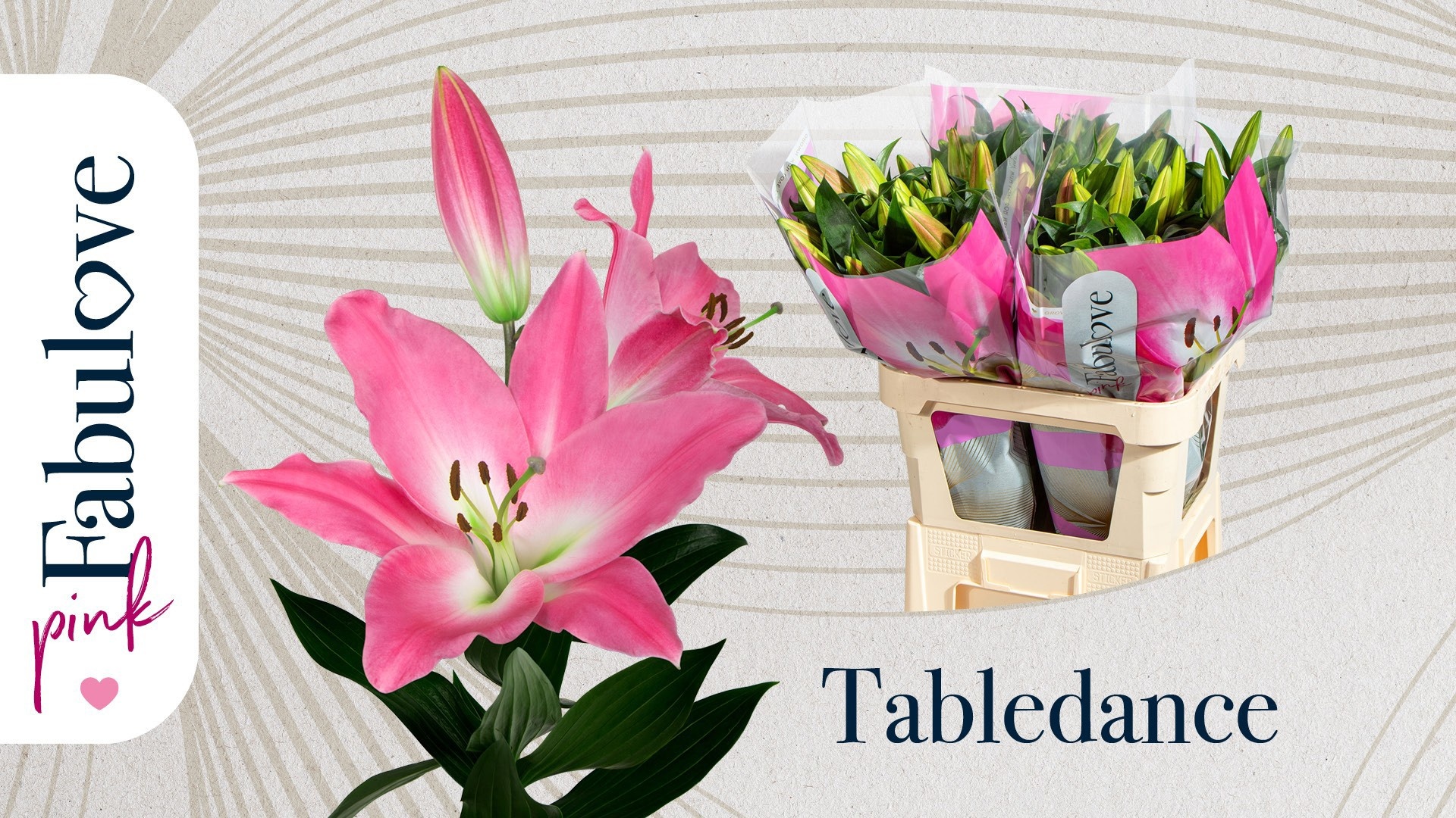 Li Ot Tabledance