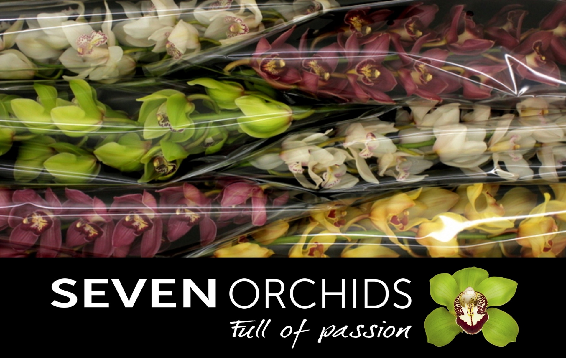 Cymbidium Asst 13bl