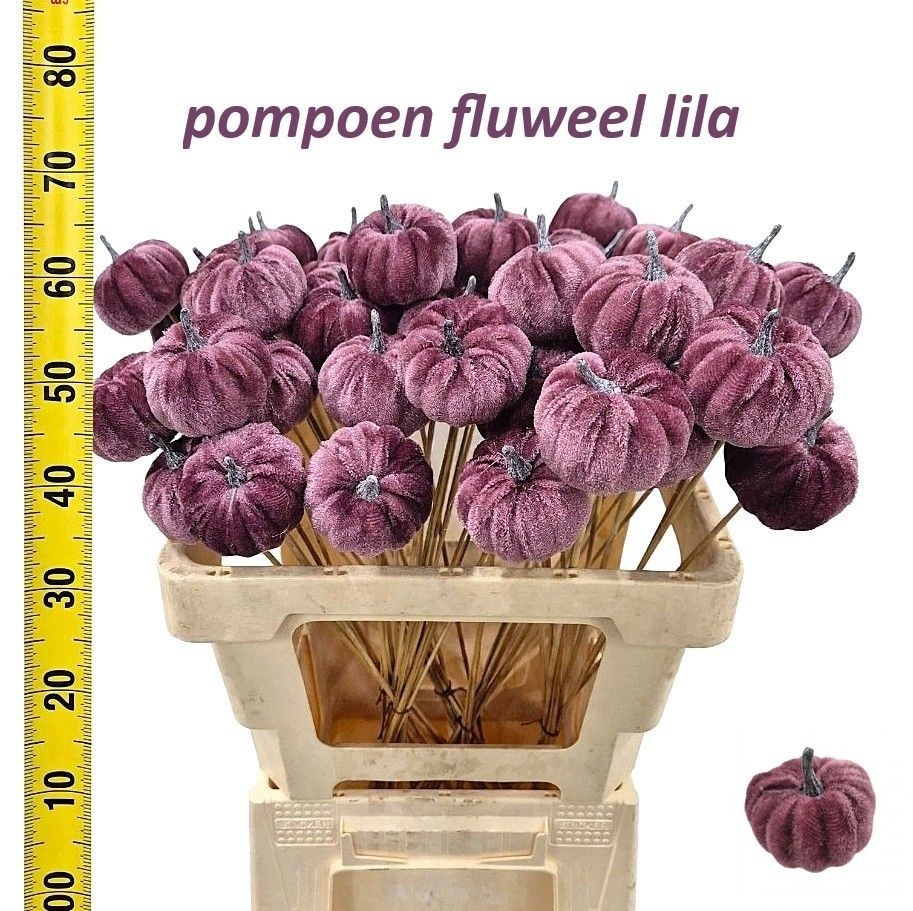Huis En Tuindeco H%