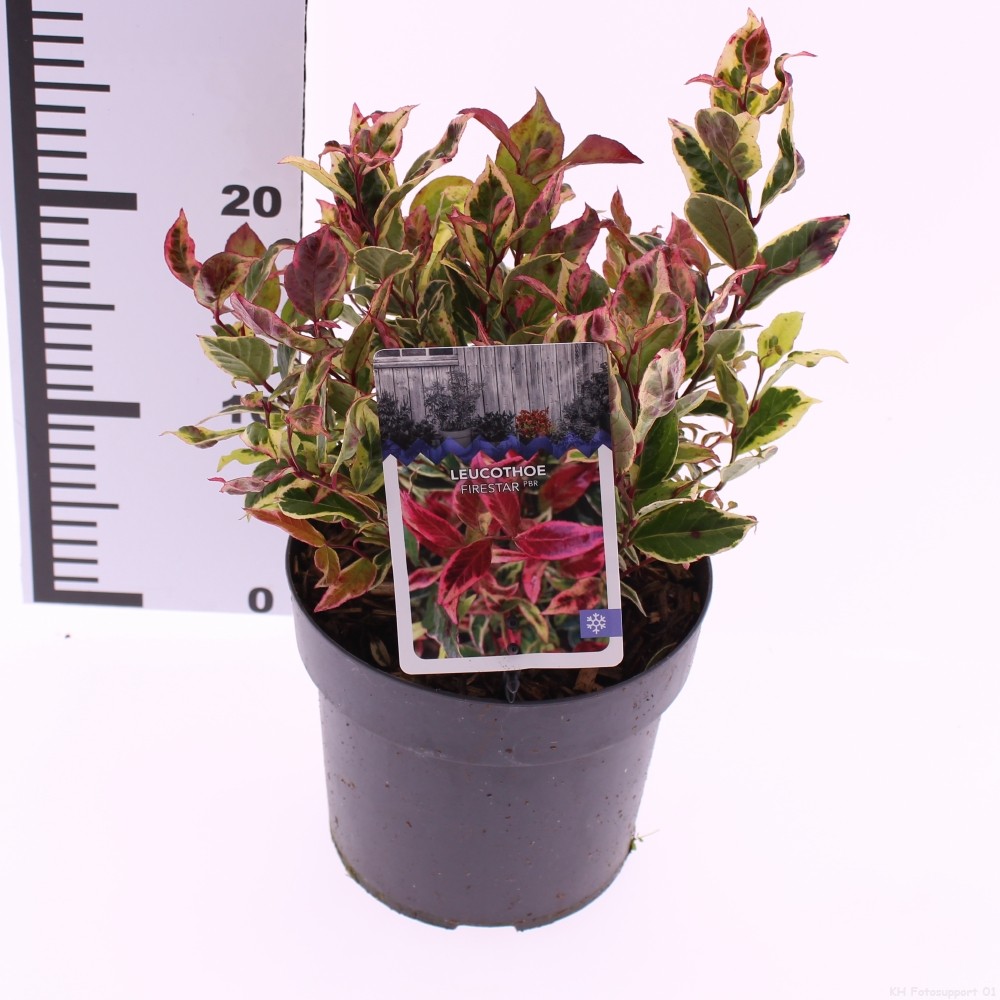 Picture of Leucothoe 'Firestar' PBR