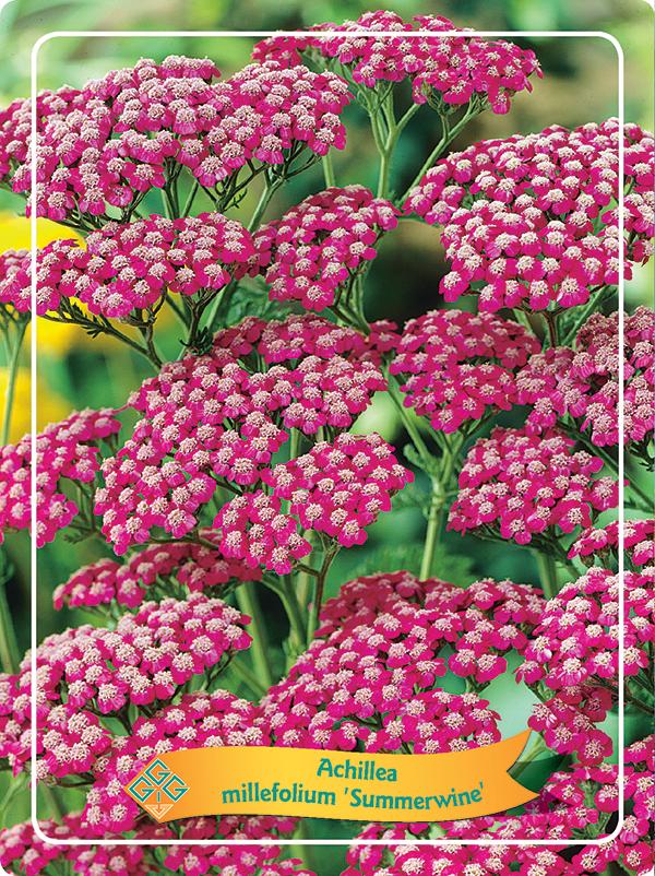 Picture of Achillea mix 6x10 srt. per shelve P11