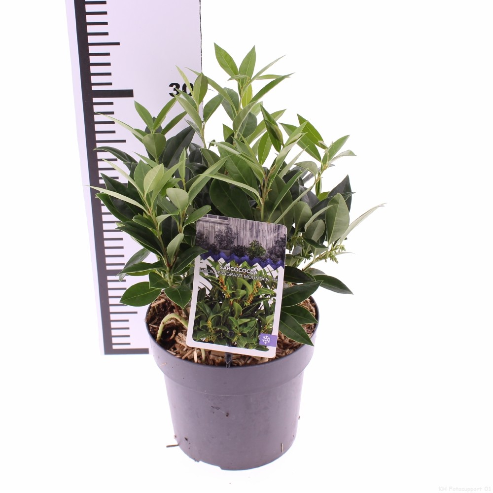 Picture of Sarcococca 'Fragrant Mountain' (Sarsid 4) PBR