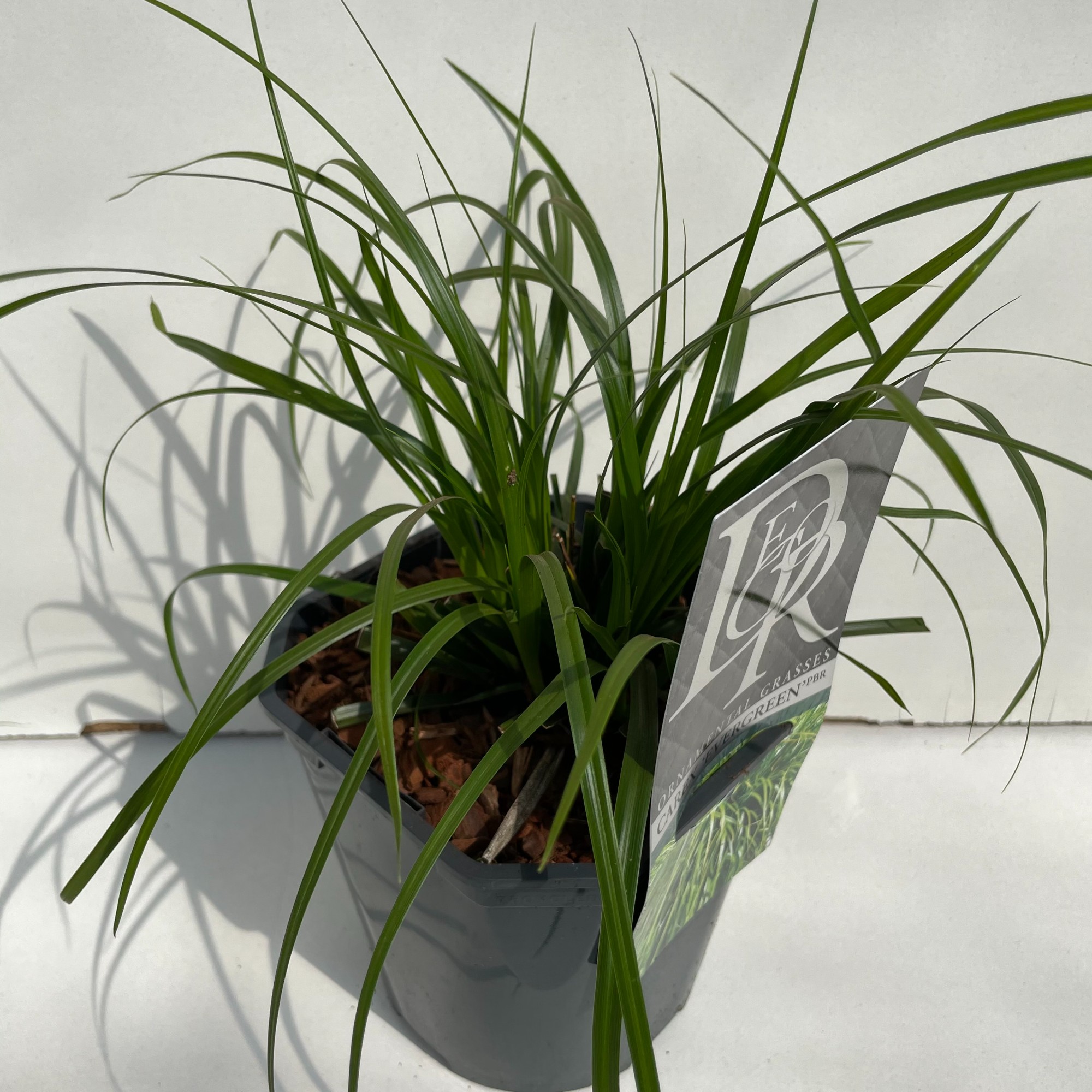 Picture of Carex Evergreen P17 (2 Ltr) Square