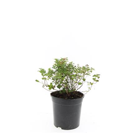 Picture of Spiraea jap. Little Princess P14