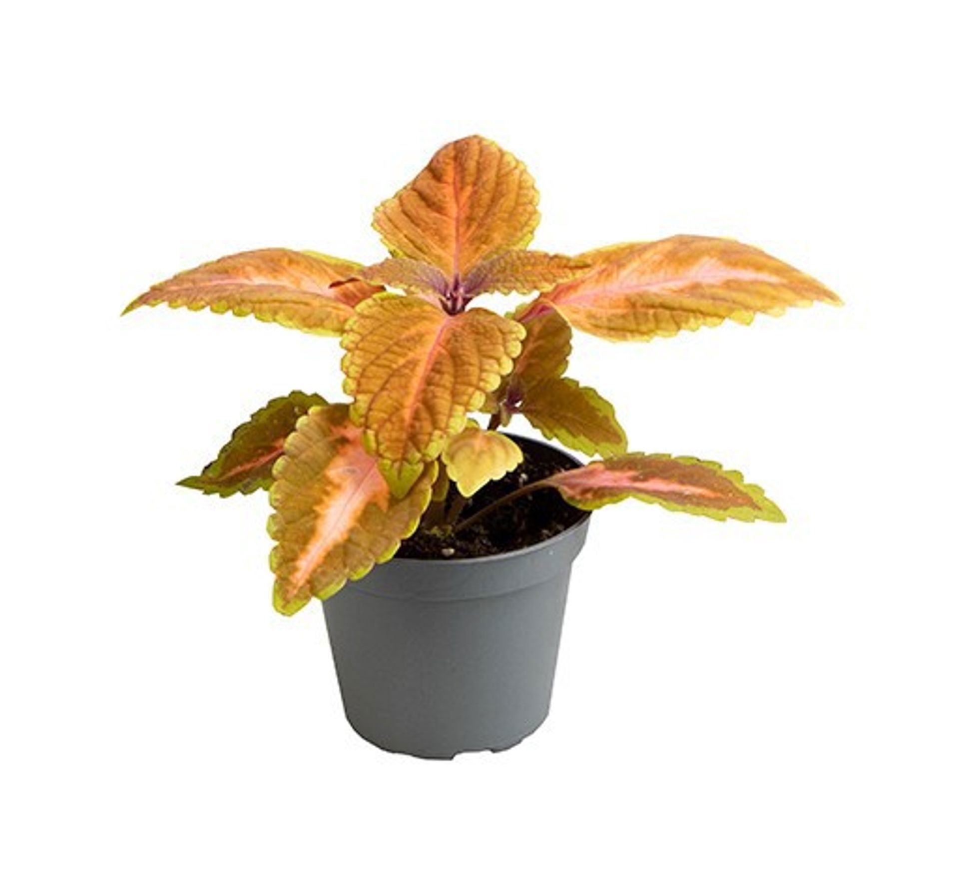 Coleus 'Multicolor Zircon'