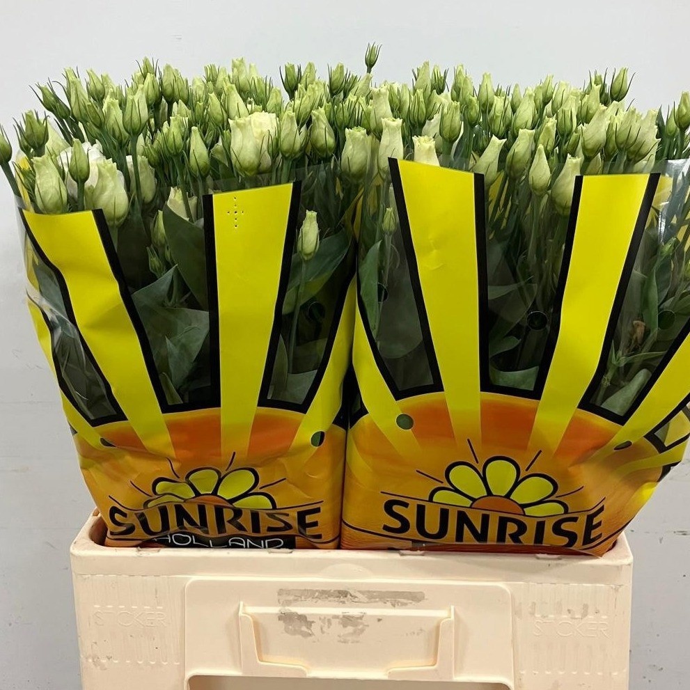 Lisianthus Double Rosita White 60cm