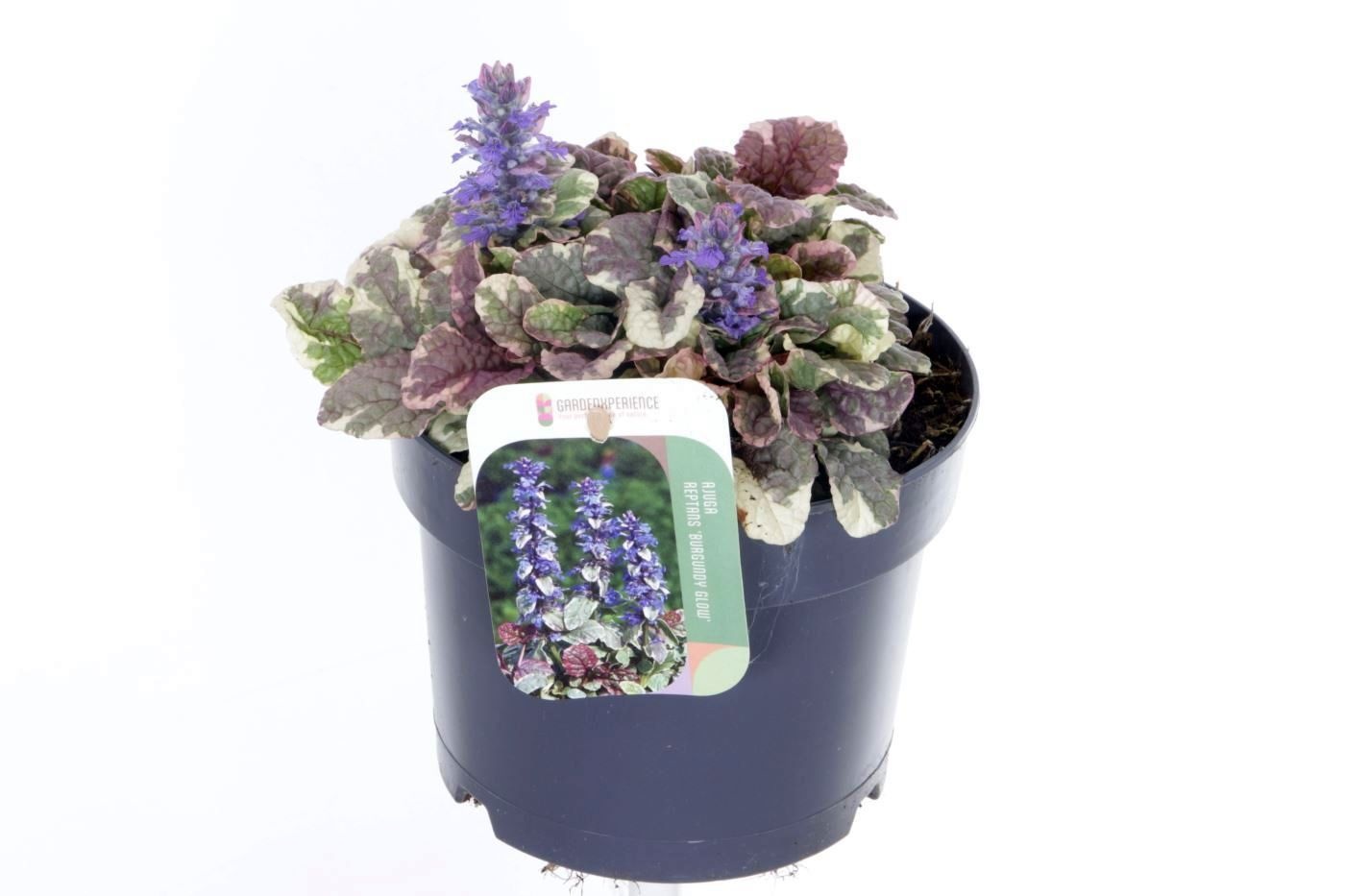 Ajuga R Burgundy Glo 17P 25H