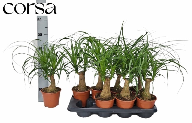 Beaucarnea Recur 14P 55H 2kop