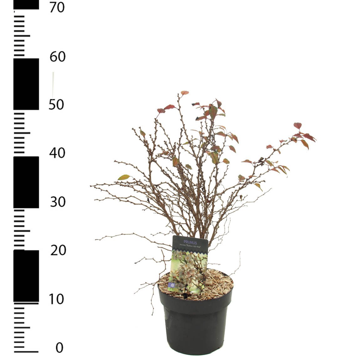 Picture of Prunus incisa 'Kojou-no-mai'