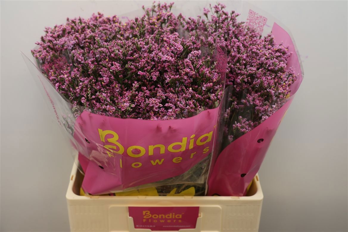Limonium Sin 60cm 18gram