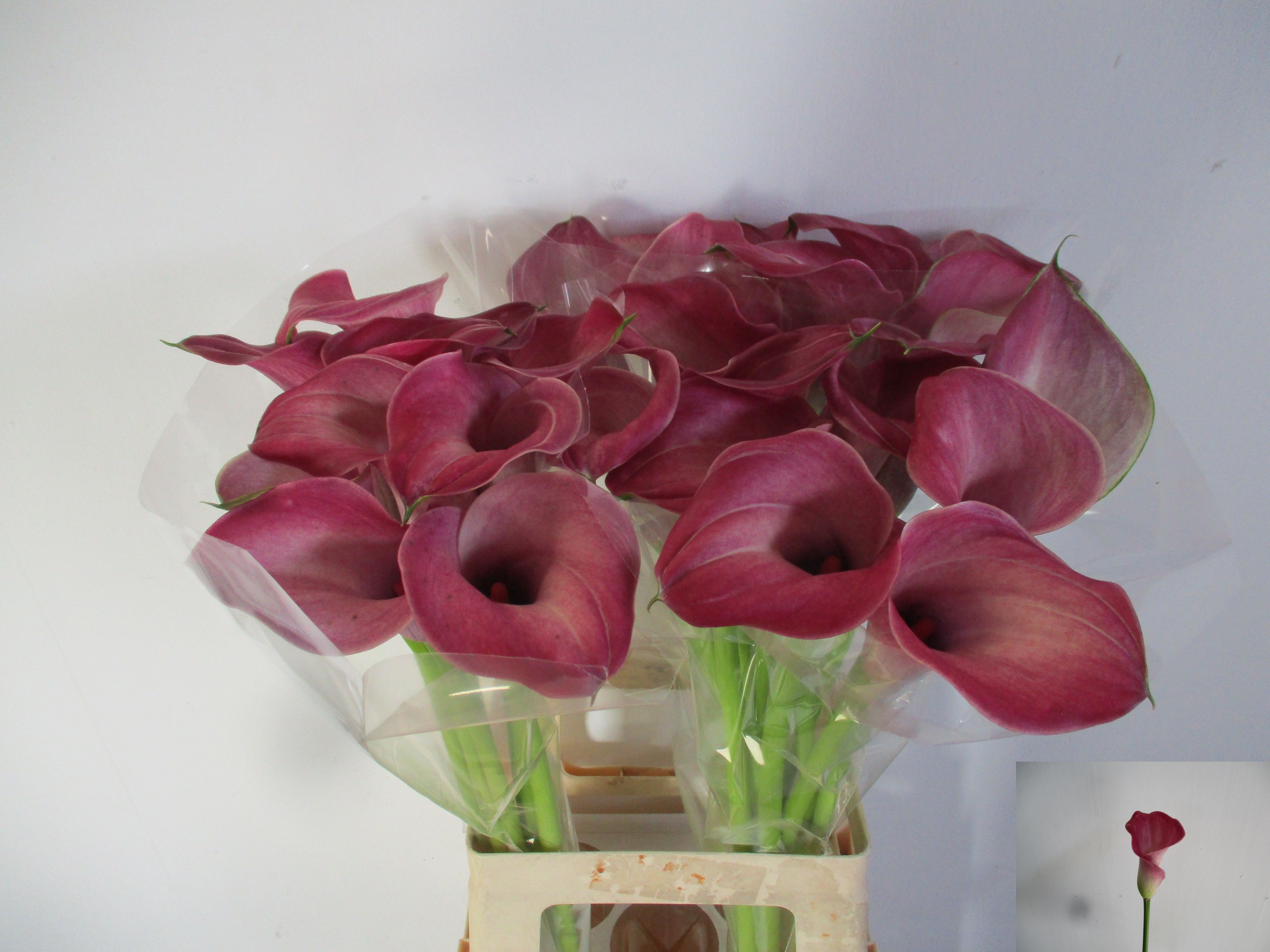 Calla Denver 70cm