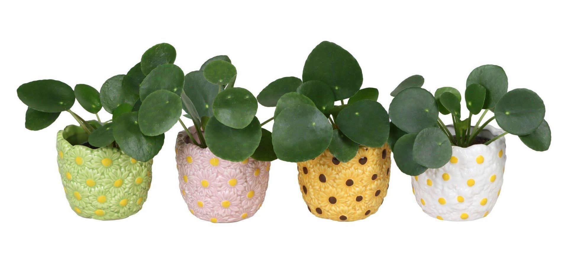 Pilea L 66569 with Pilea Peperomioides Mix