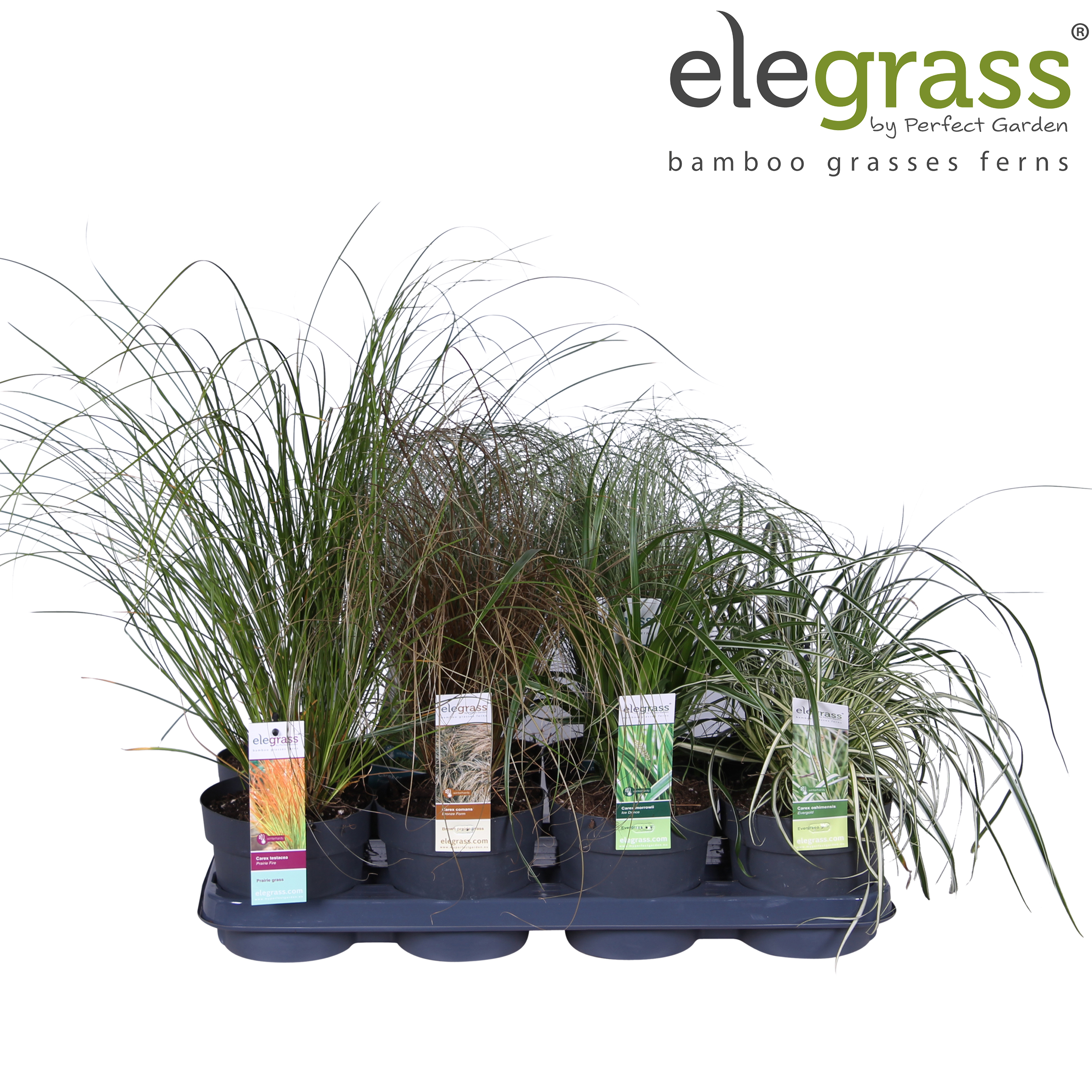 Picture of Grassen mix tray - Elegrass Hardy and Evergreen P14