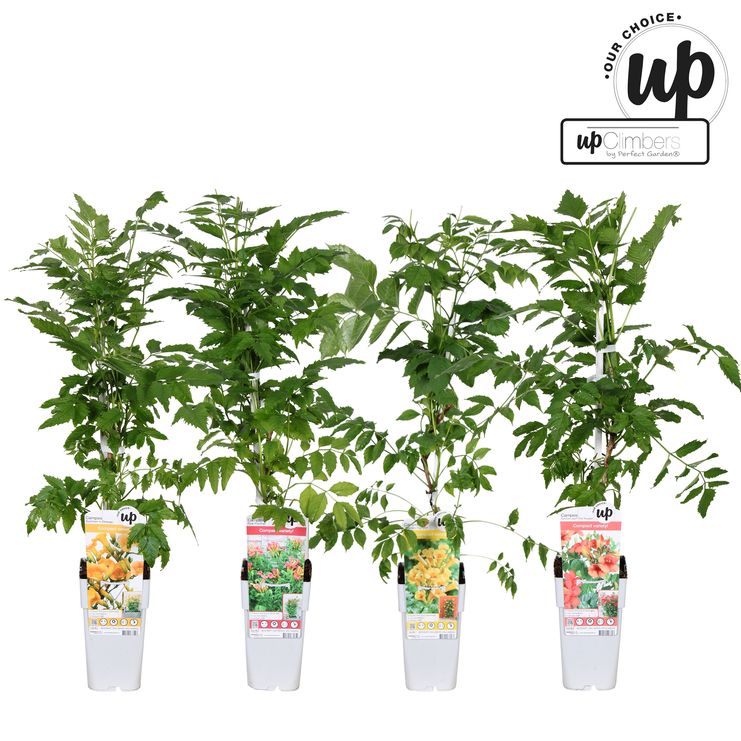 Picture of Campsis Our Choice mix shelve P15