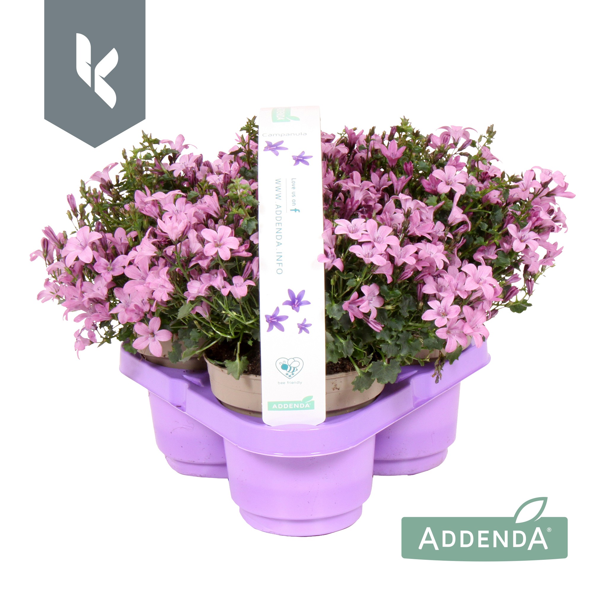 Picture of Campanula Ambella Pink P10.5 3 packs (LOOSE)