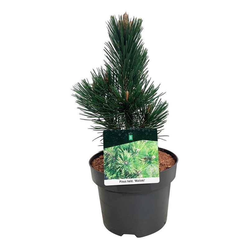 Picture of Pinus held. 'Malinki'