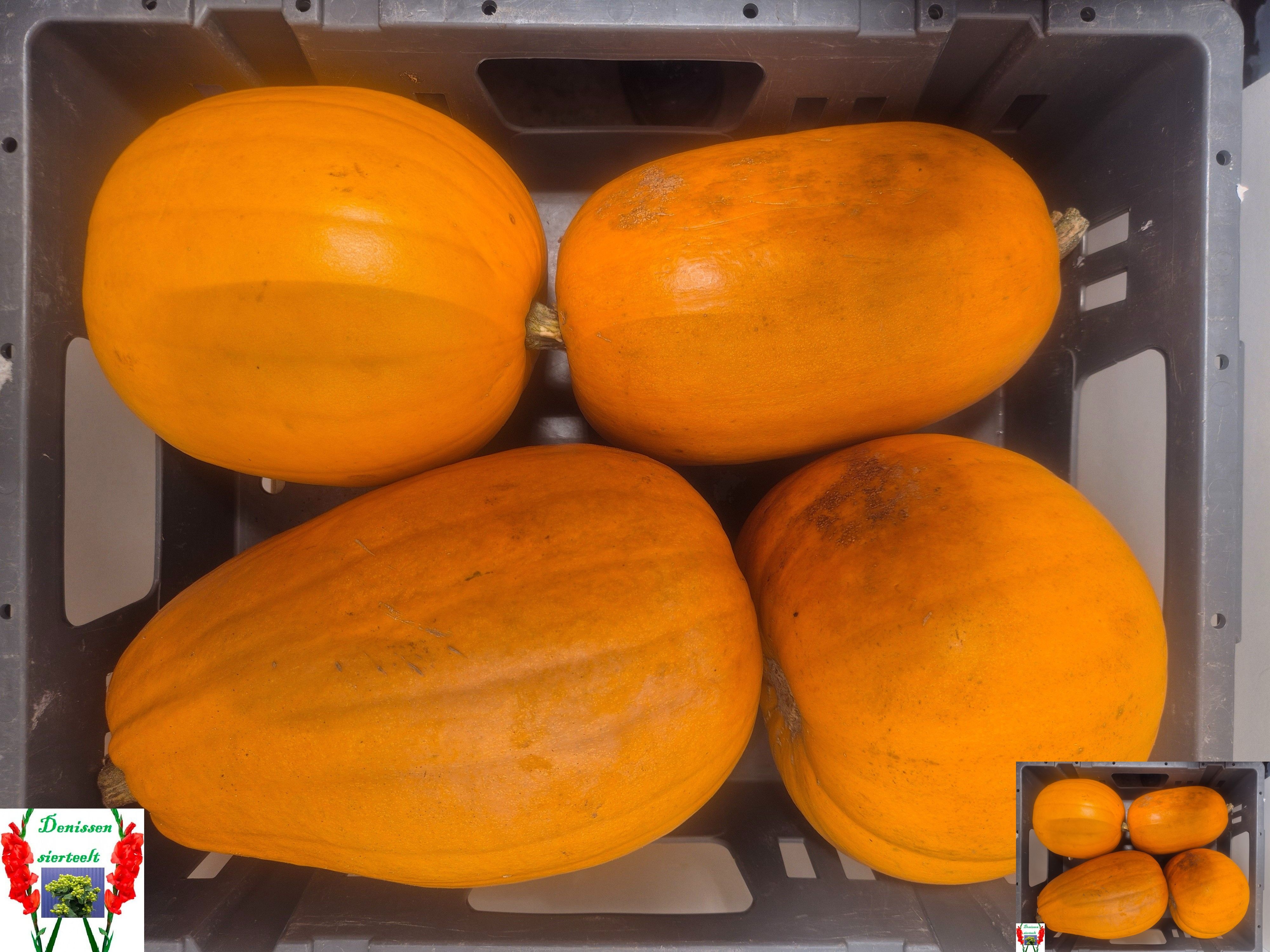 Cuc Maxima Halloween