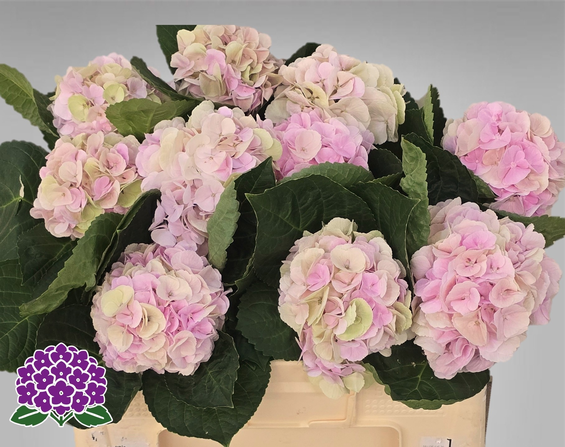 Hydrangea My Matcha Classic 50cm 10Ø