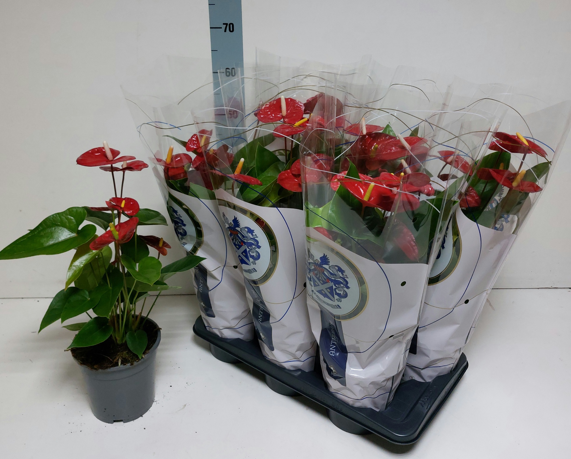 Anthu A Jambo Red 17P 55H