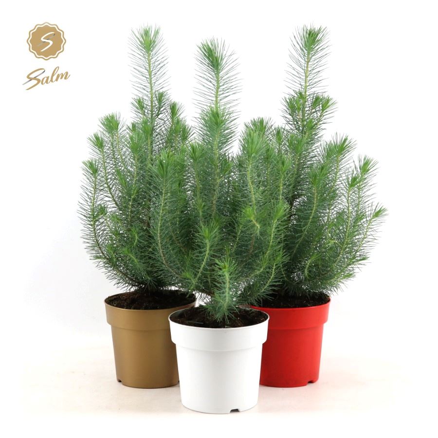 Picture of Pinus pinea Silver Crest in Pot Colour P17 50CM