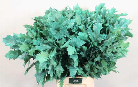 Quercus Rubra L80 Frost Mint