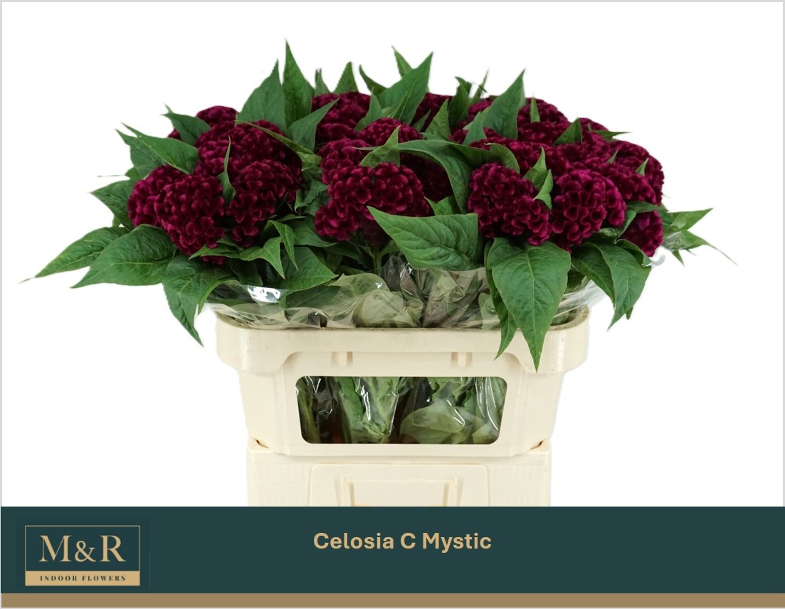 Celosia Act Mystic 70cm