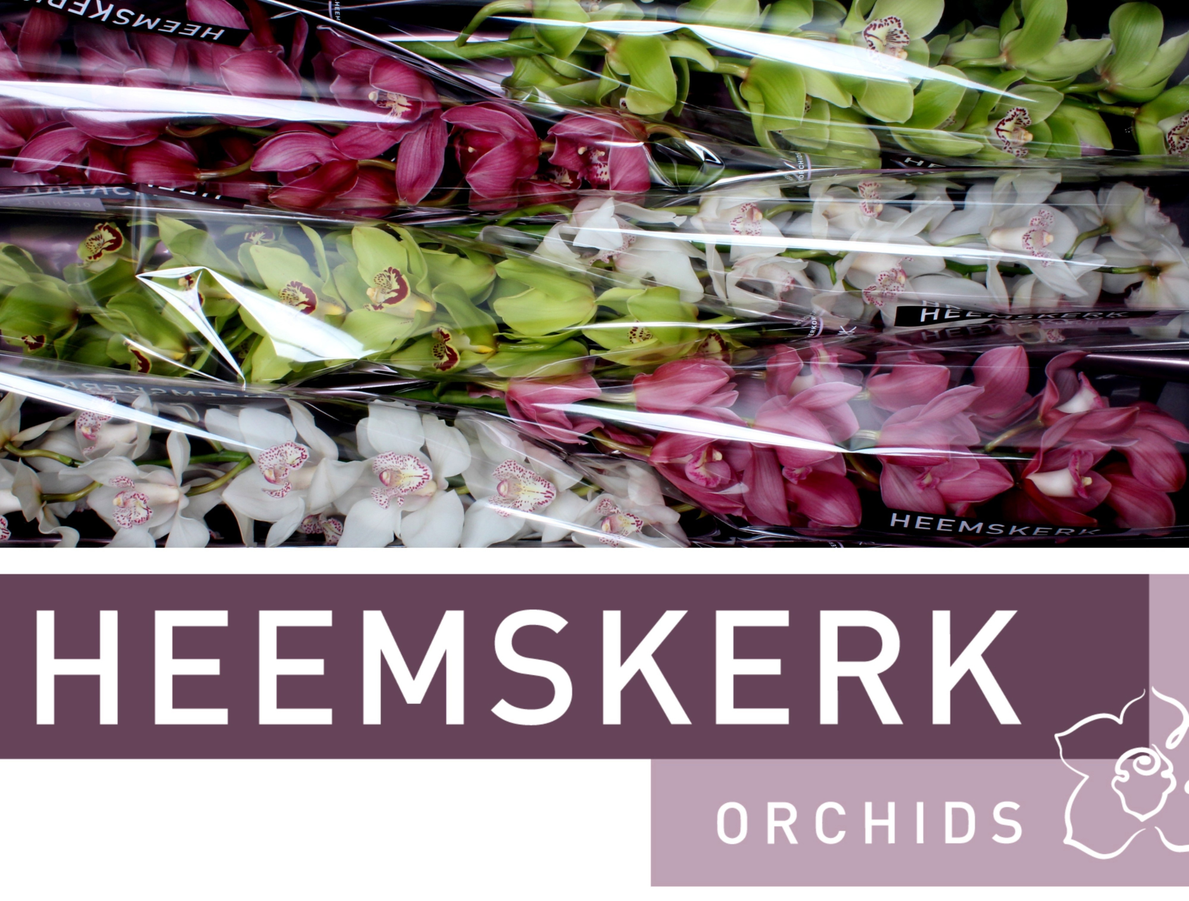 Cymbidium Asst 13bl