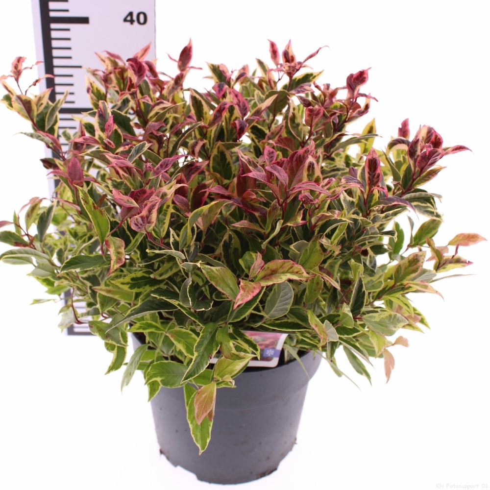 Picture of Leucothoe 'Firestar' PBR