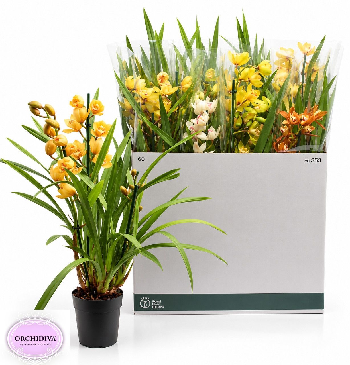 Cymbidium Asst Sp Orchids