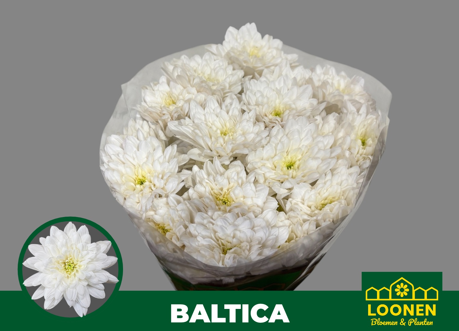Chrys Spray Baltica 100gram