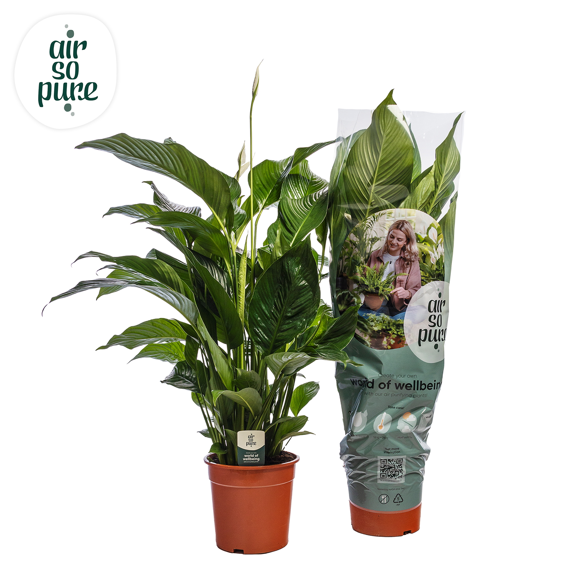 Picture of Spathiphyllum Sweet Silvana ASP P24 80CM